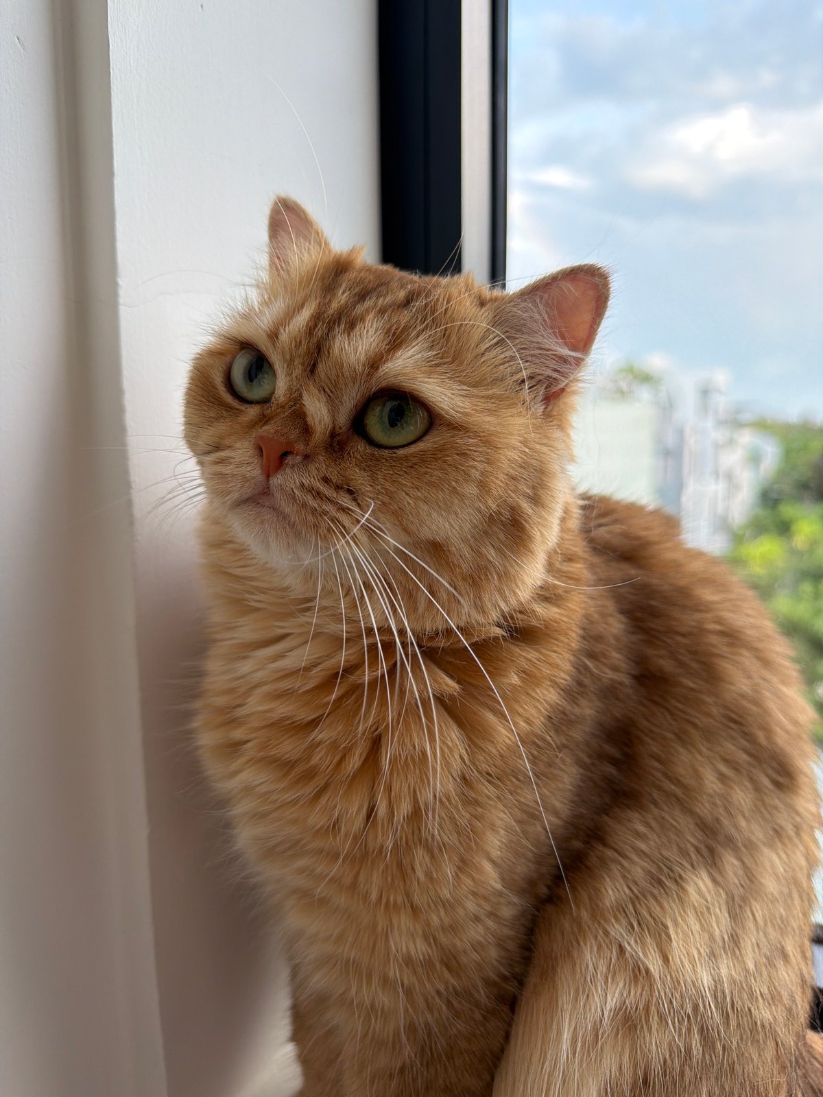 Double rainbow over Da Nang, cats, roses, and a quiet morning in