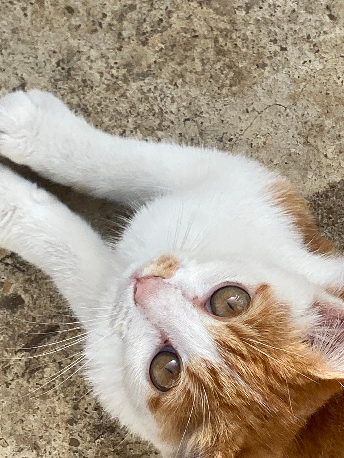 Morning moments with kitten captured in Maigizo, Nigeria