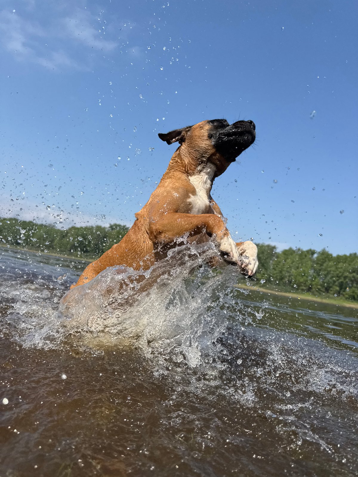 Boxer dog plays in water in Chaikovsky, Russia