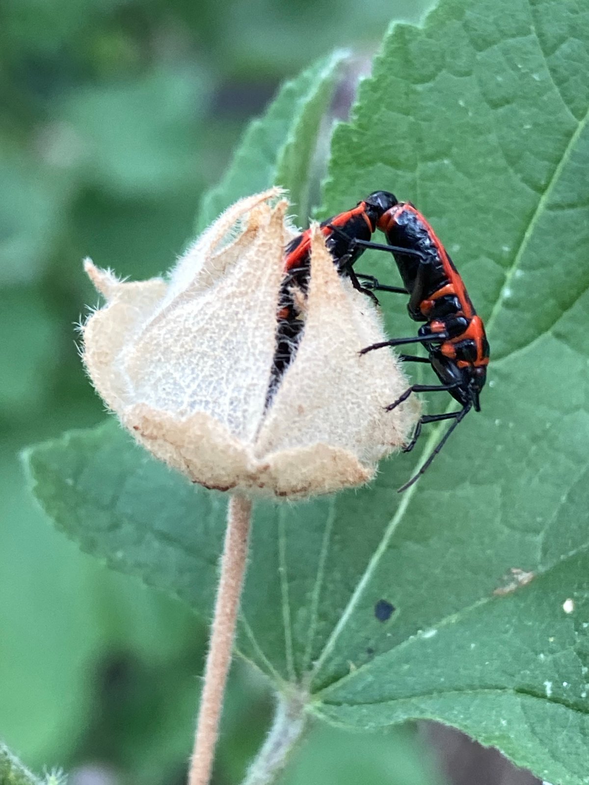 Macro garden session: bugs, snails, and blooms up close