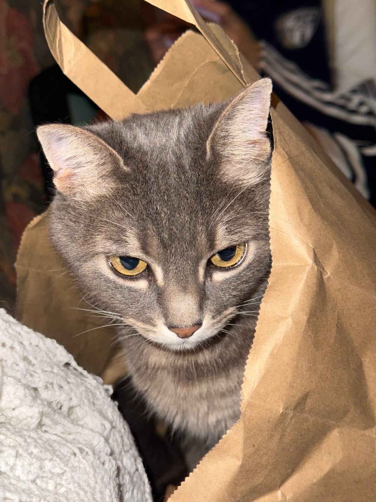 Gray tabby cat plays in paper bag, Barcelona home