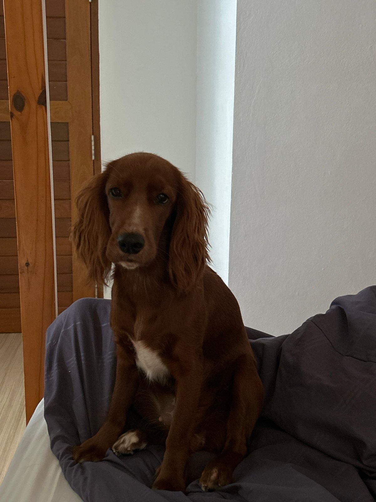 Irish Setter puppy around a Chang Phueak townhouse neighborhood