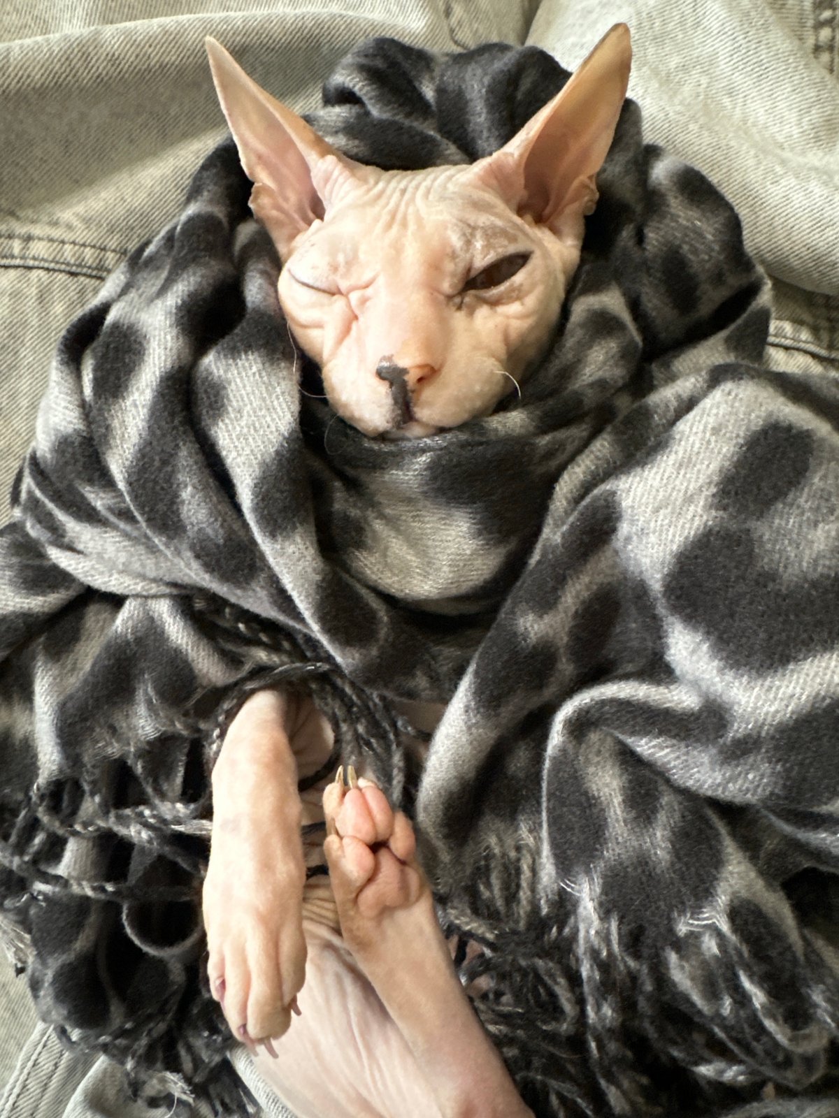 Sphynx cat bundled up and napping in Togliatti