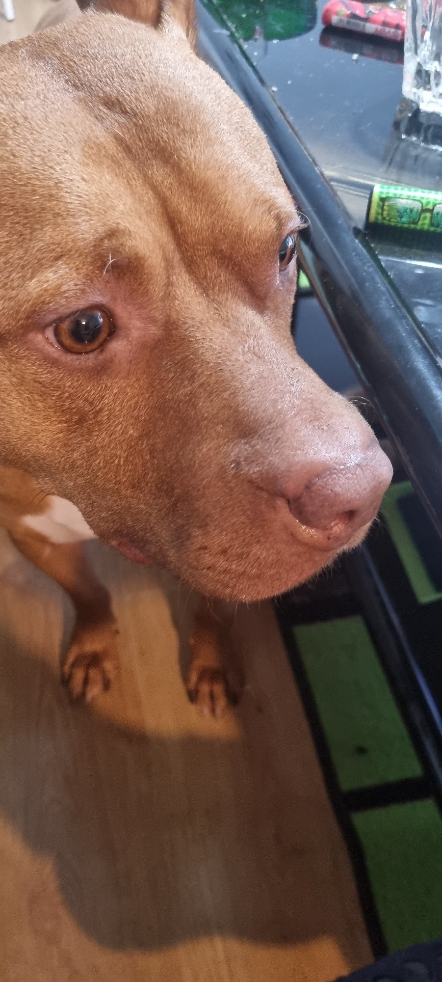 Pit bull photographed looking upward in close-up view