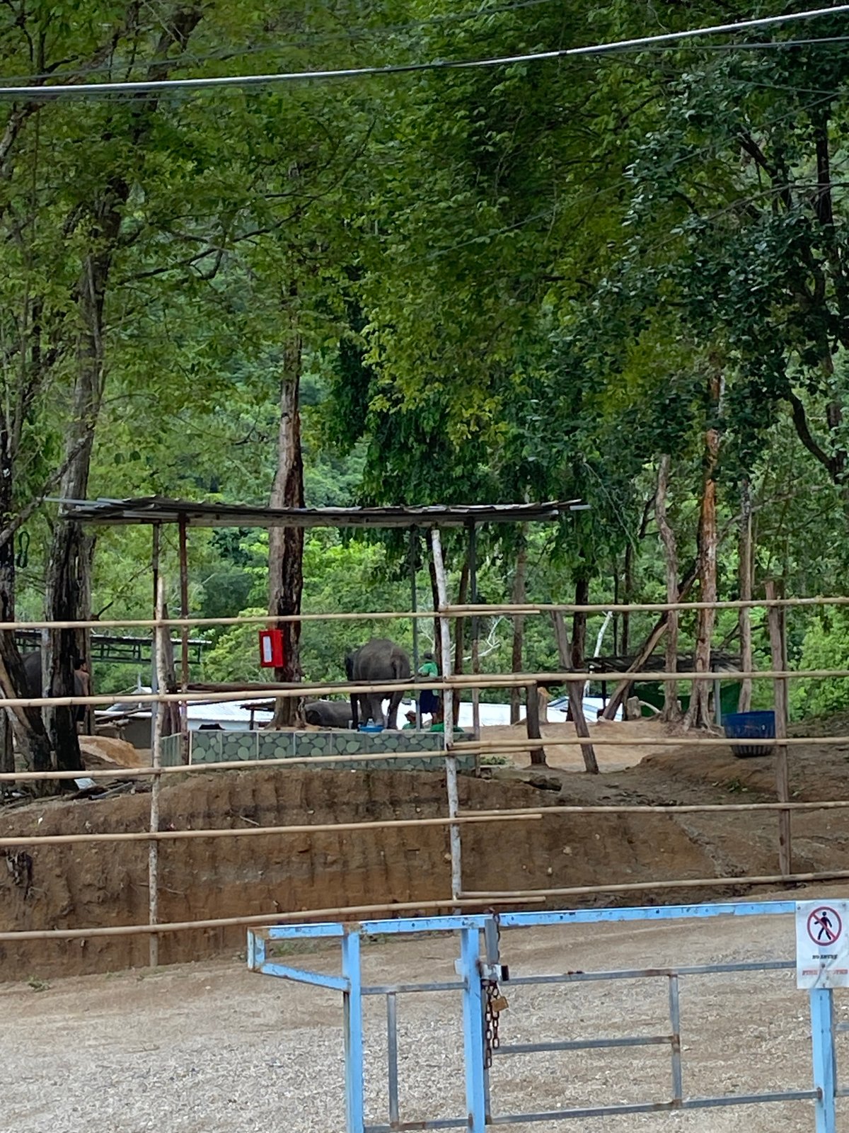 Morning scenes captured in Choeng Thale: elephants, construction, luxury car