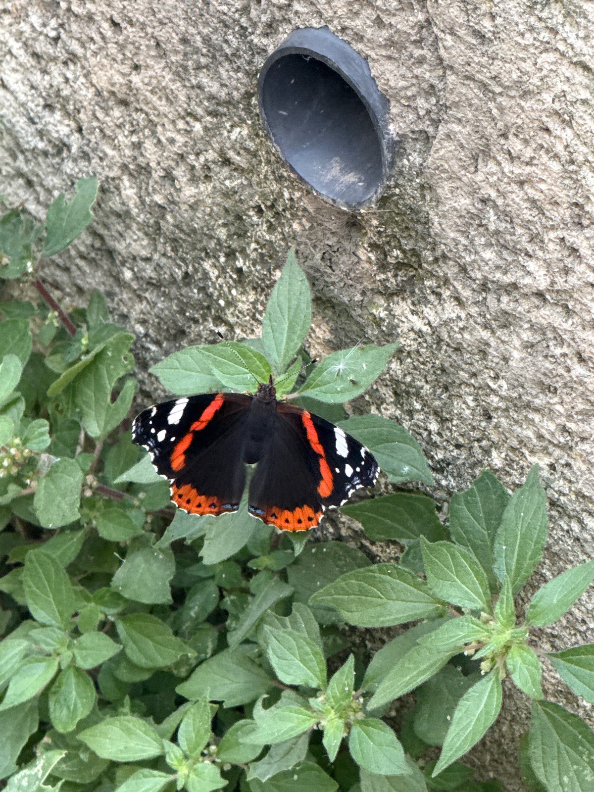 Morning snapshots: butterfly, breakfast bread, building amid mountains