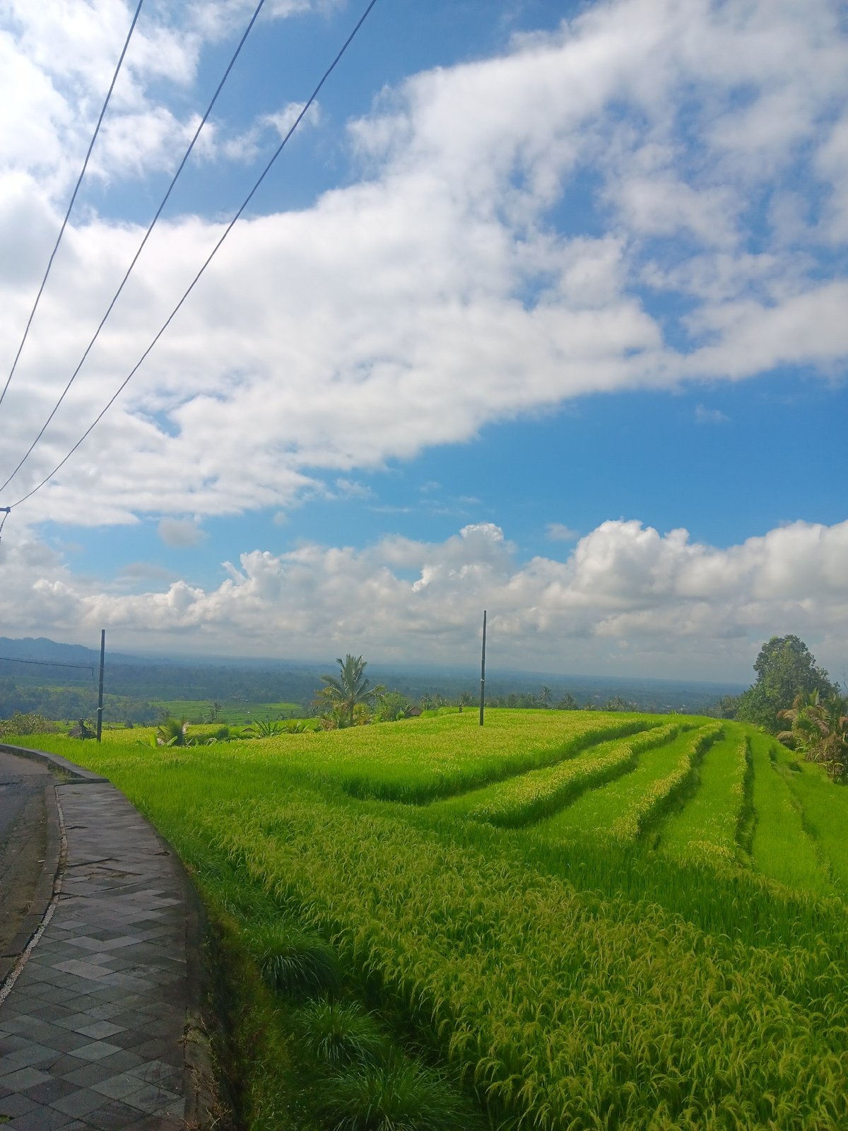 Early morning documentation of Jatiluwih Rice Terraces, Penebel