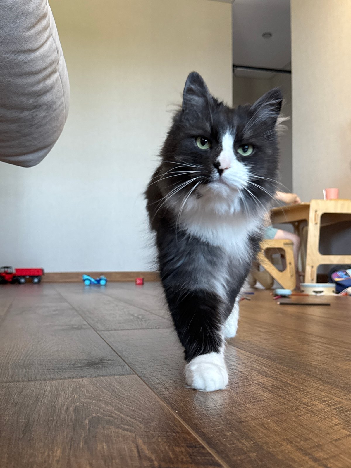Cats at home and a quick selfie before going out