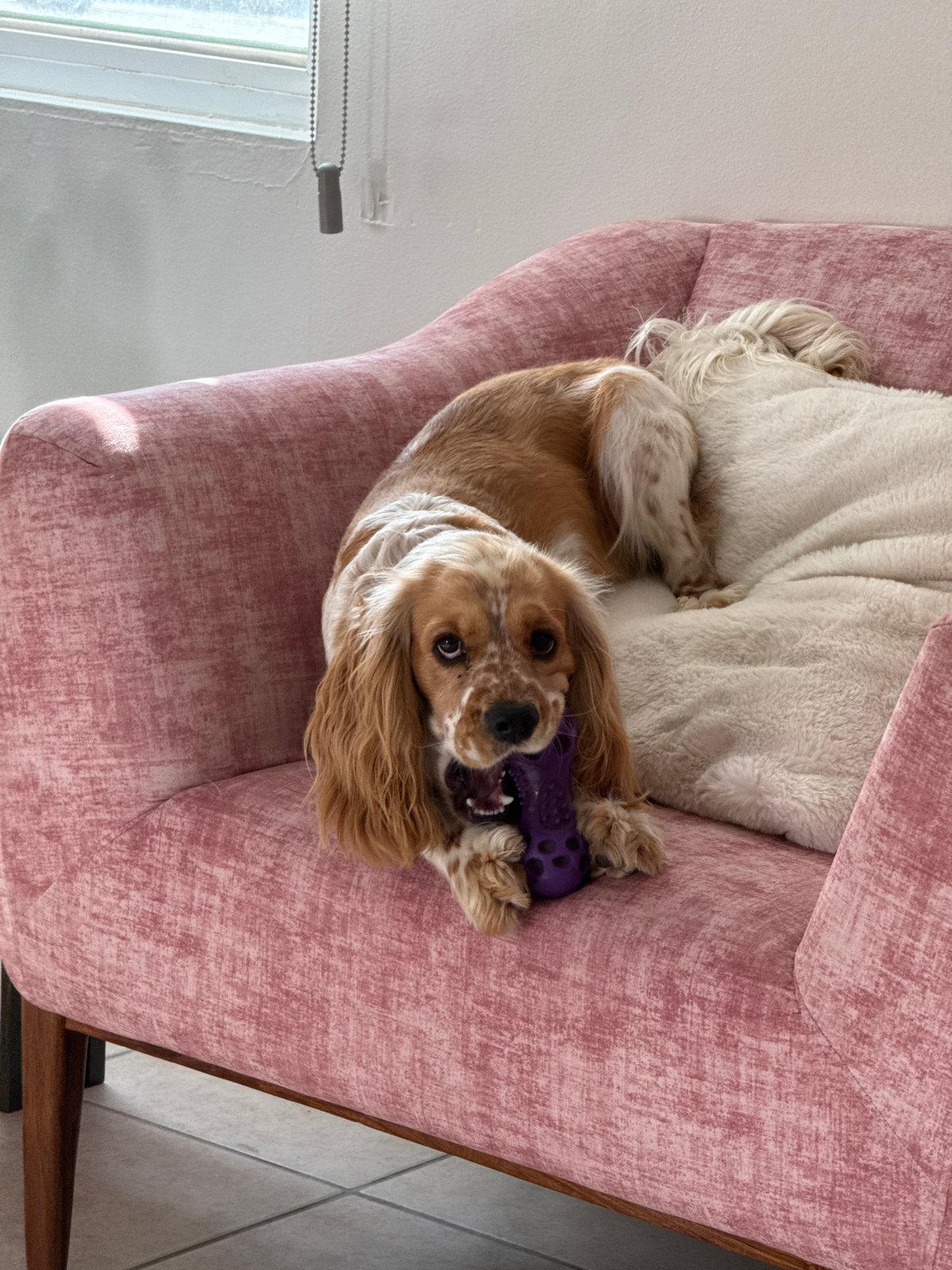 Cocker Spaniel photographed relaxing on pink armchair in Puebla