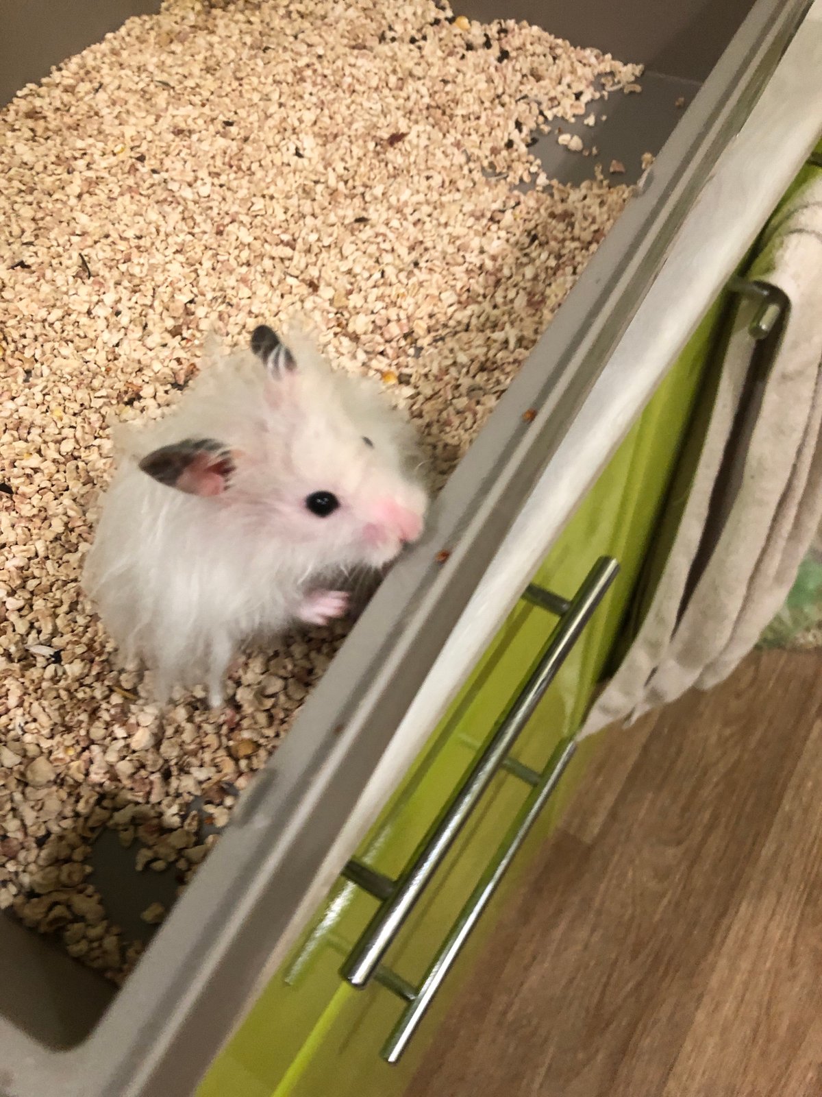 White hamster at home, Solikamsk streets at sunset