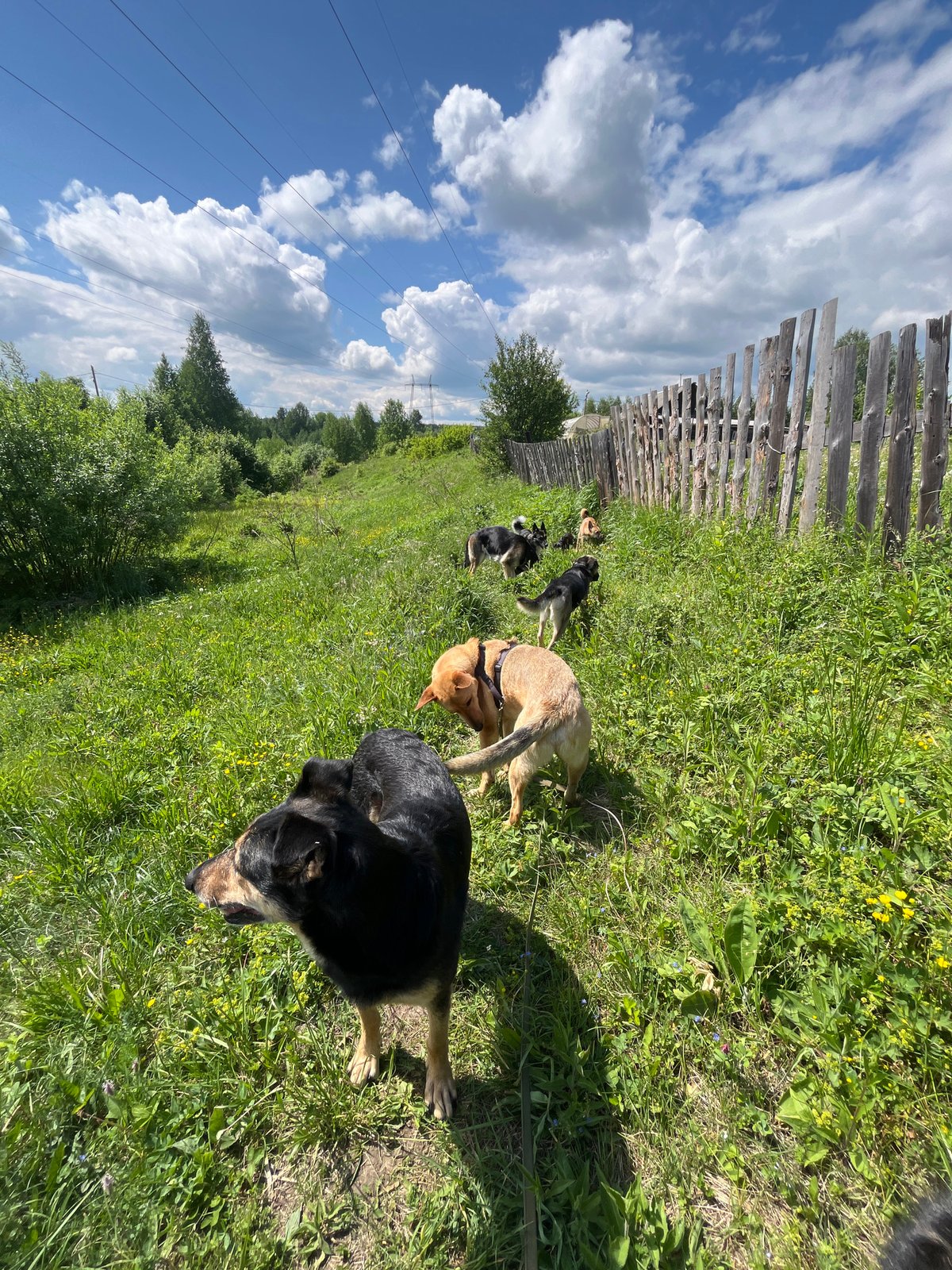 Dogs play in sunny field in Nizhny Tagil