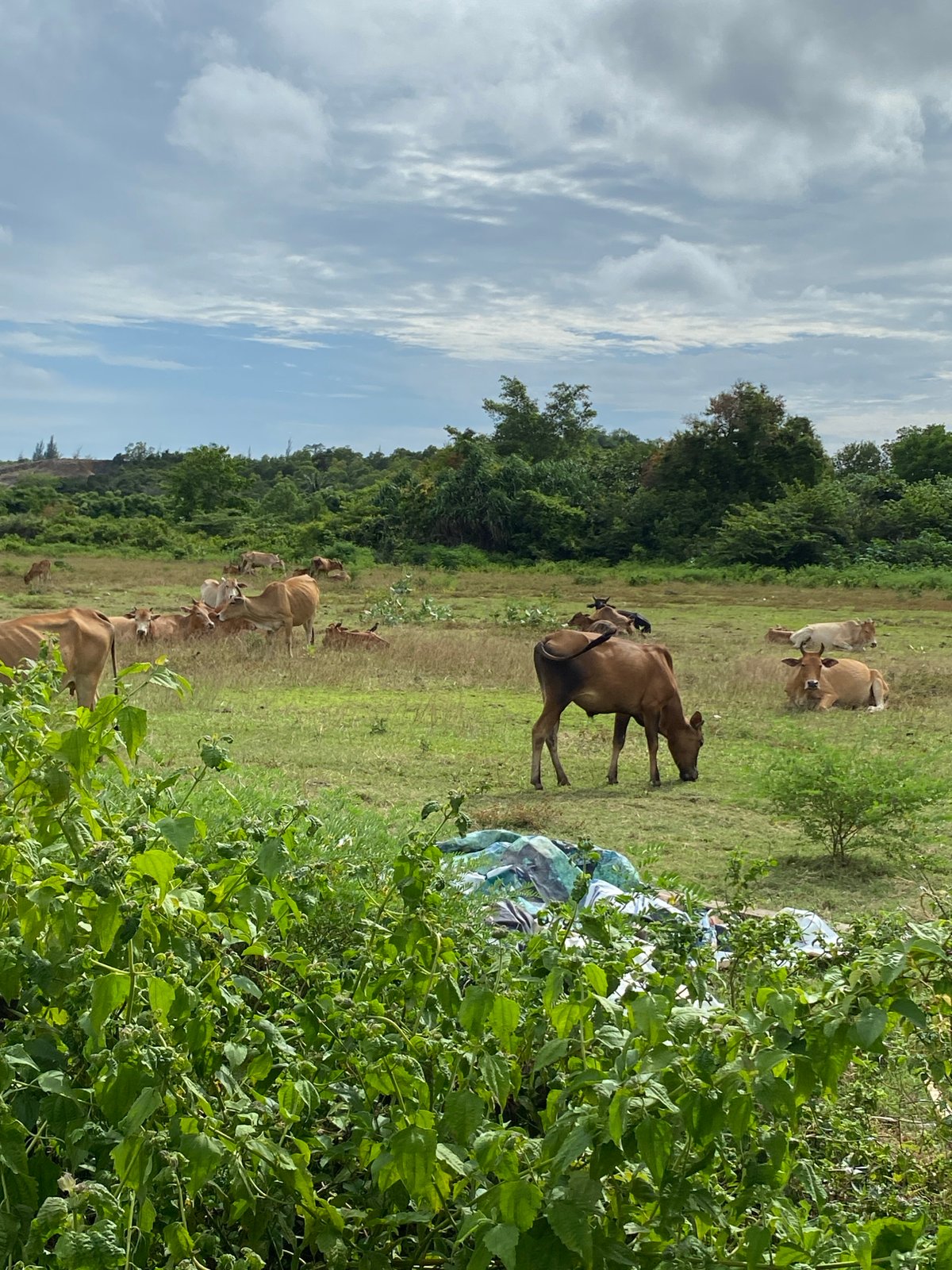 Cattle, muddy fields, and unfinished construction in rural Aceh