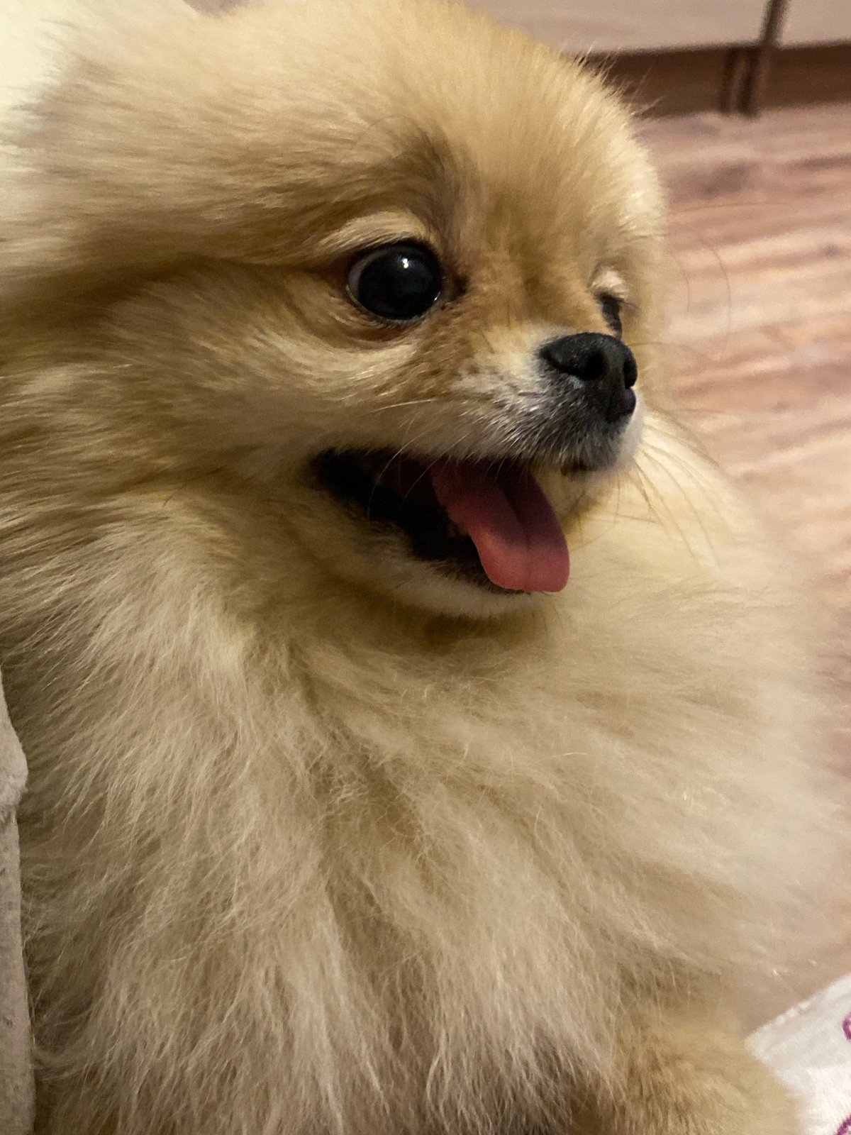 Fluffy Pomeranian photographed resting at unknown location