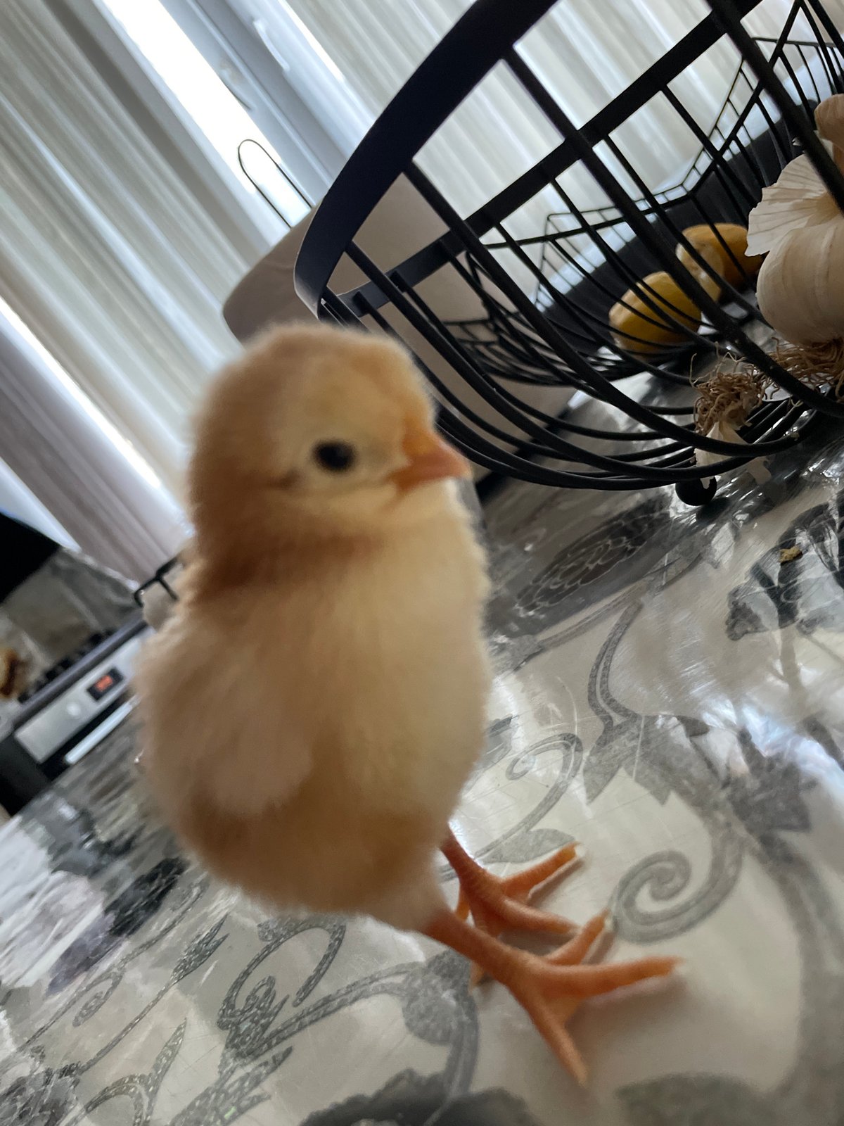 Chicks, roosters, and a dog on a Zlatograd farm