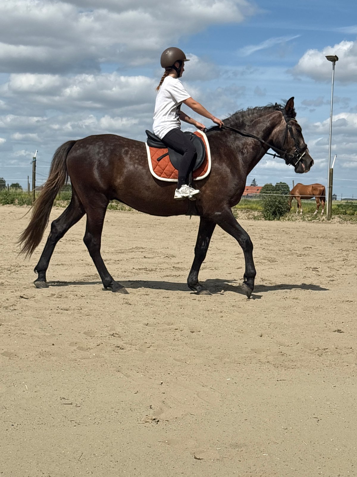 Horse riding lesson observed at Estaimpuis equestrian facility