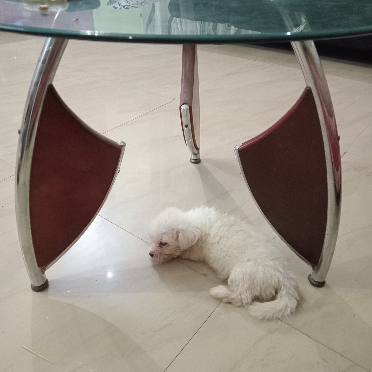 Small white dog rests under glass table in Narayi