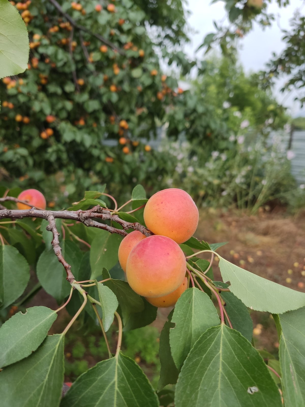 Kazakhstan backyard in full summer swing — livestock, fruit trees, and garden
