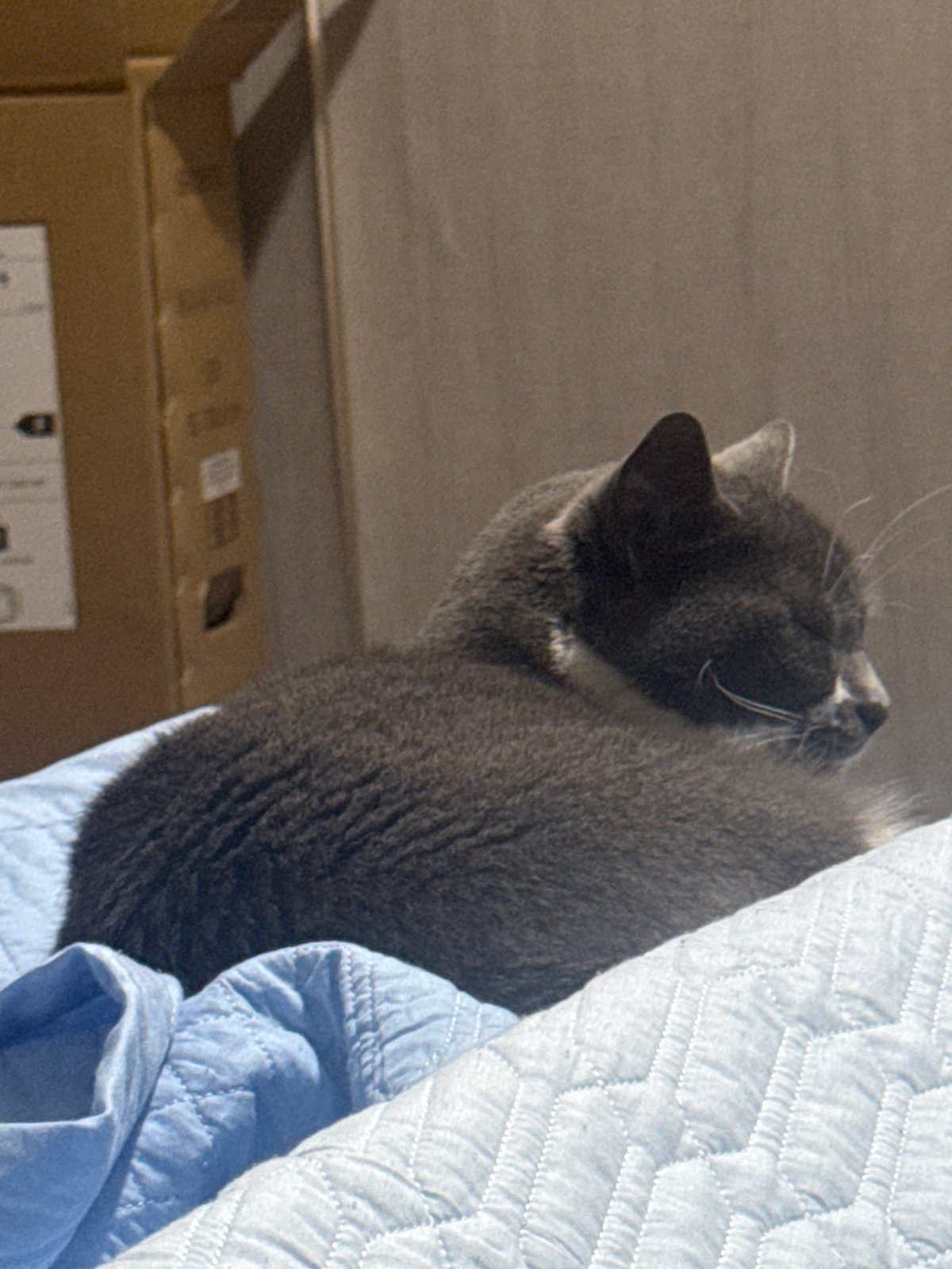 Evening snapshots in Tbilisi: sleeping cat, money display, sneakers