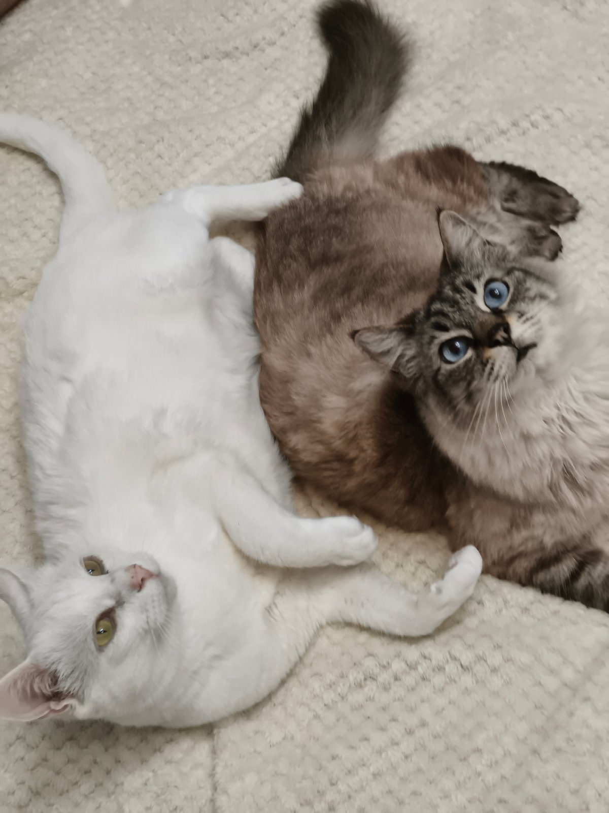 Cats lounge on Russian books in Sevastopol home scene
