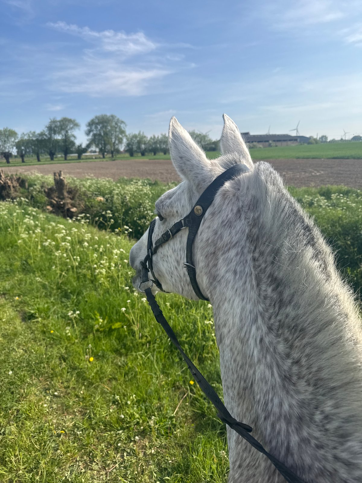 Gray horse grazing in Belgian field near Estaimpuis