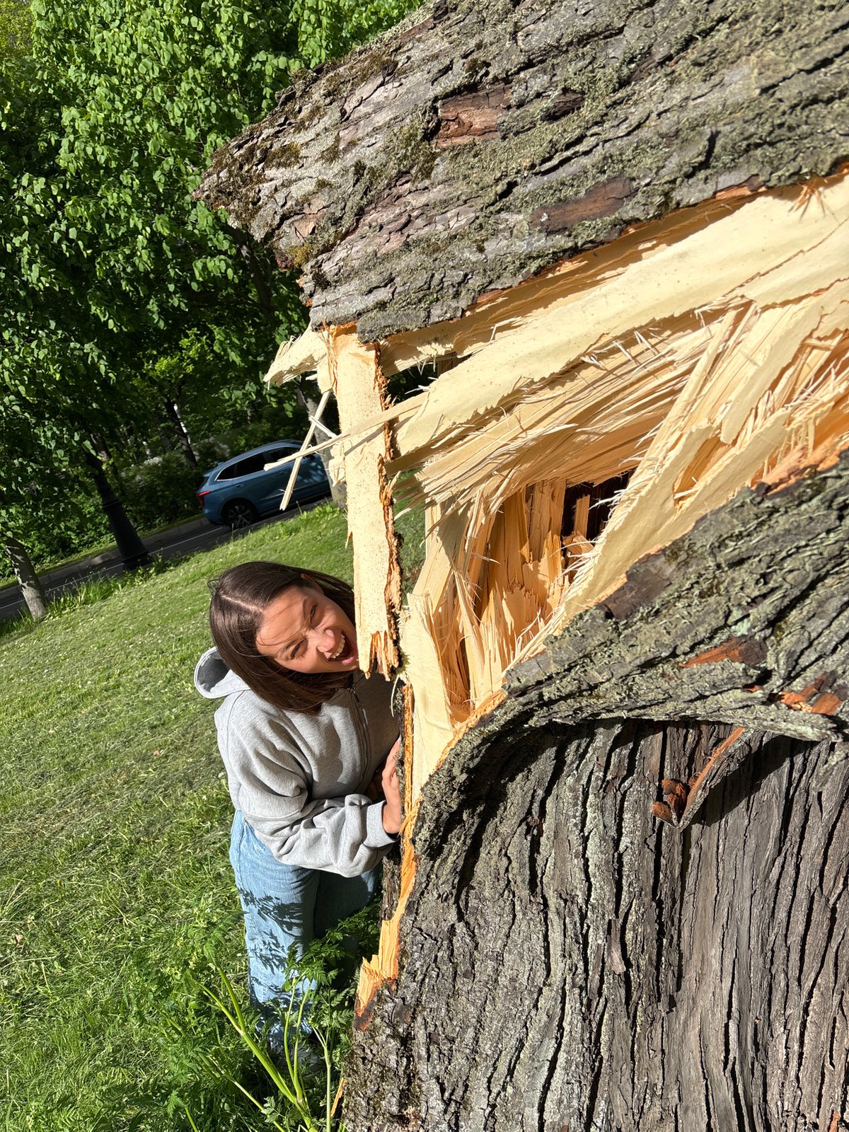 Fallen tree documented by witnesses in Saint Petersburg park