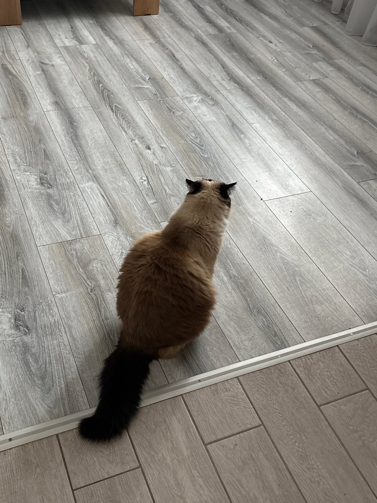 Woman with cats enjoys quiet morning in Simferopol home
