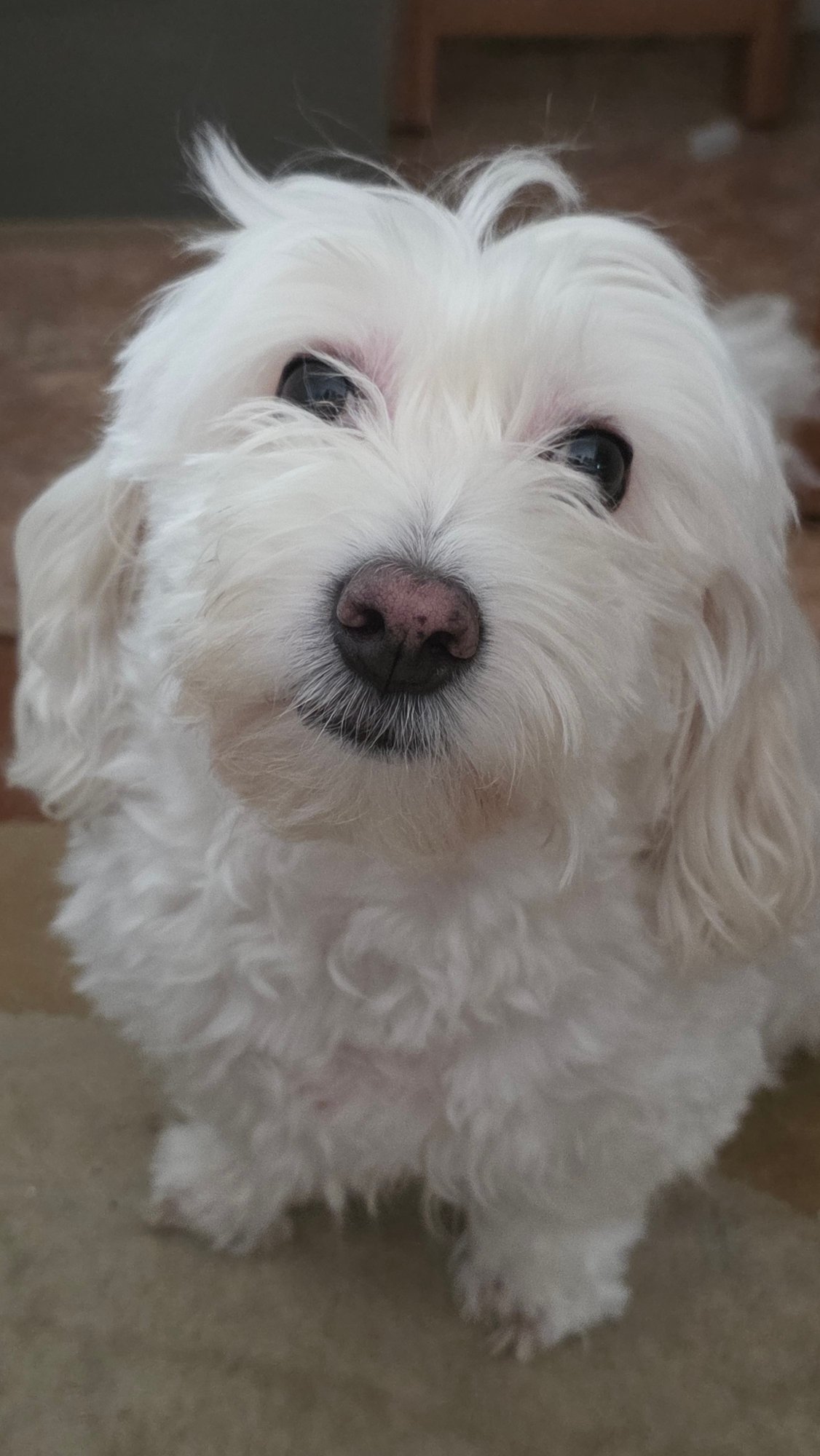 Fluffy white dog tries on glasses at home in Blagoevgrad