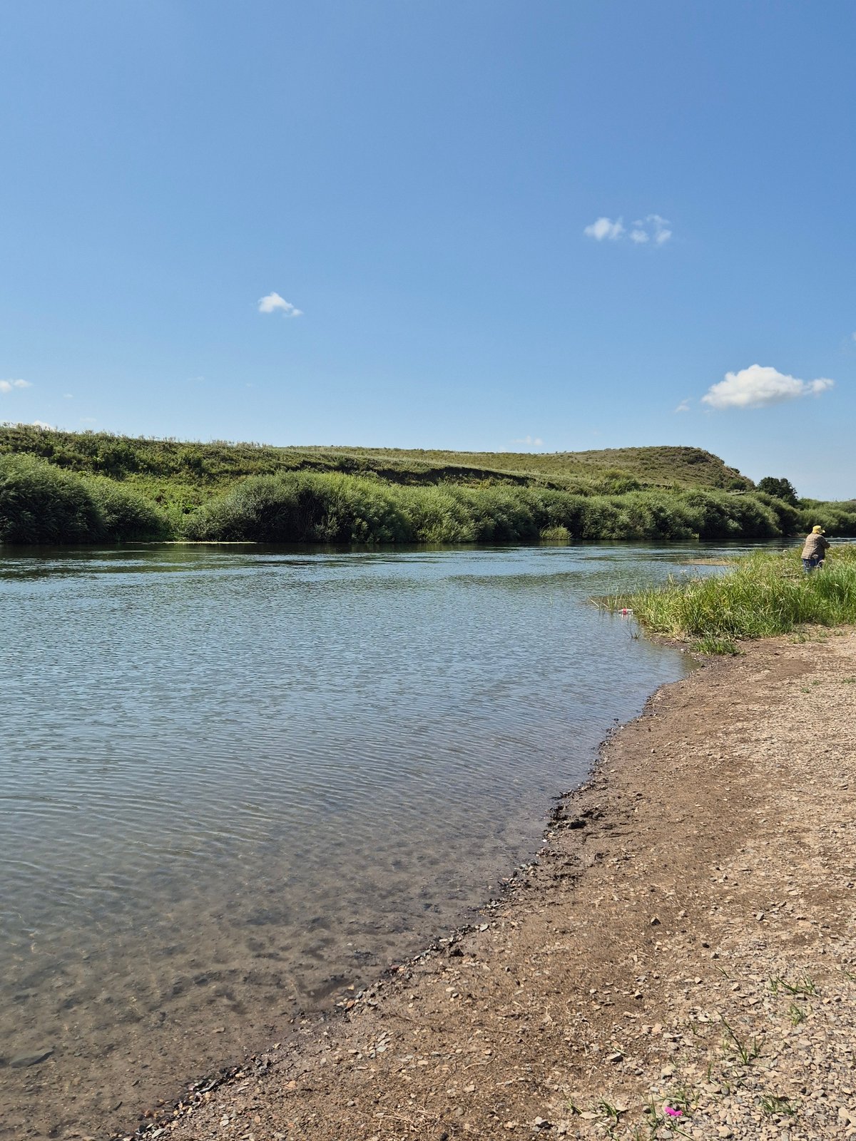 Swimming and grazing along a Kazakh riverbank in summer