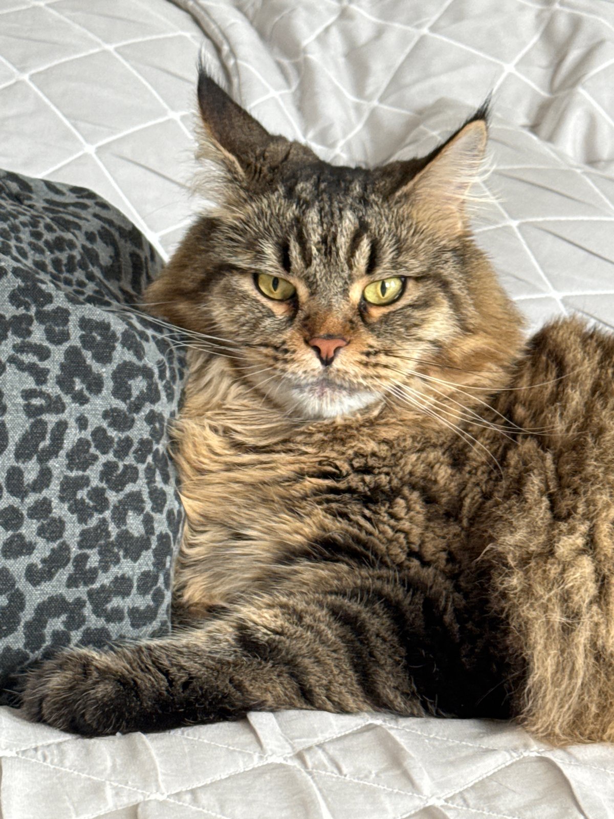 Cat rests on leopard print bedding in Izhevsk