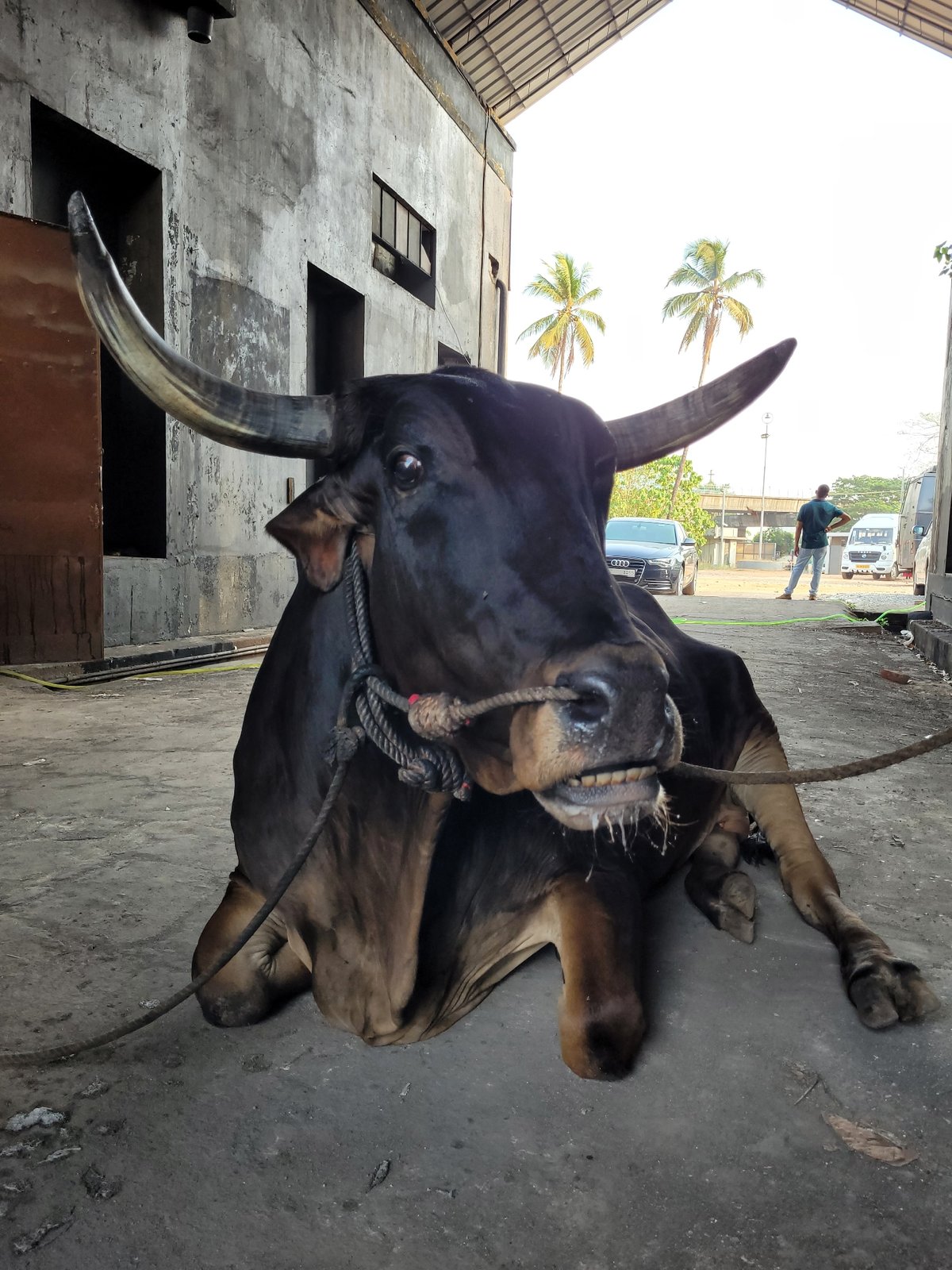Restrained bull observed lying on concrete surface near palm trees