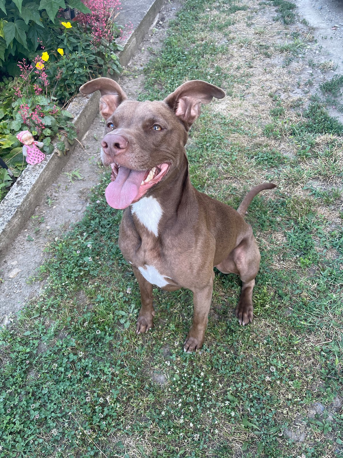 Backyard afternoon: pit bull and blooming roses in Vedrare