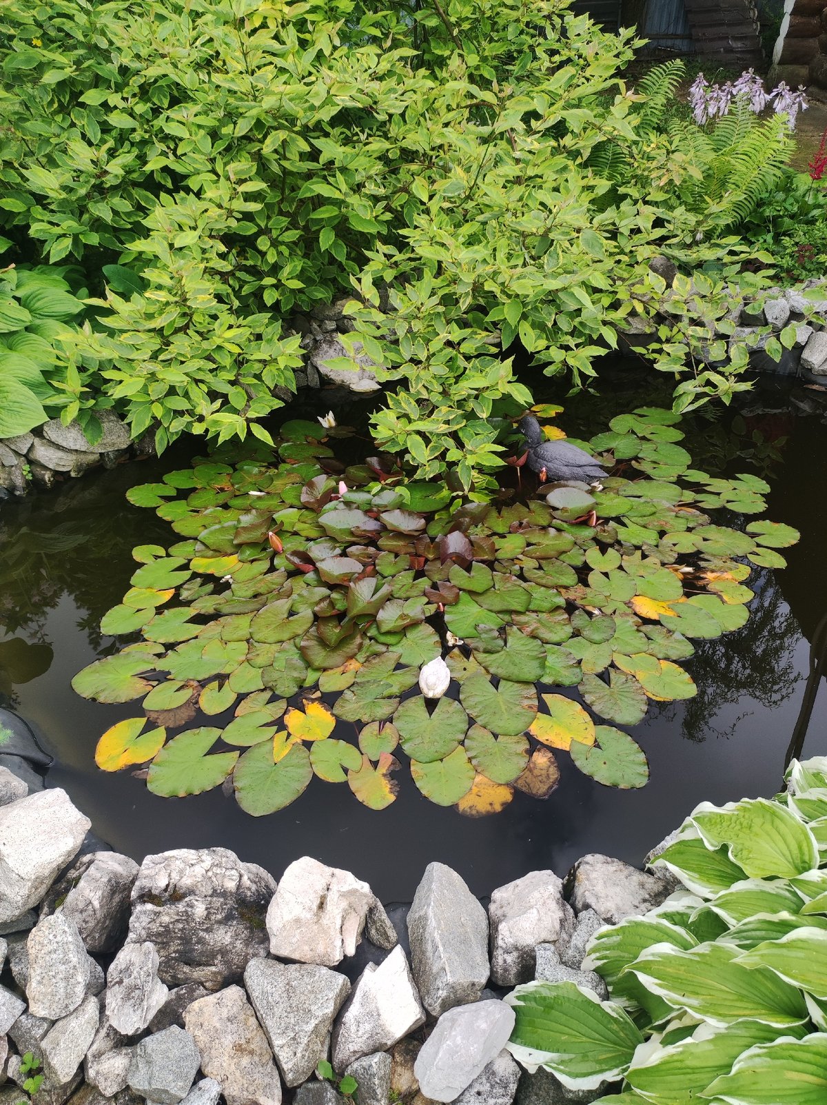 A quiet afternoon in Foki, Russia — pond, garden, stormy sky