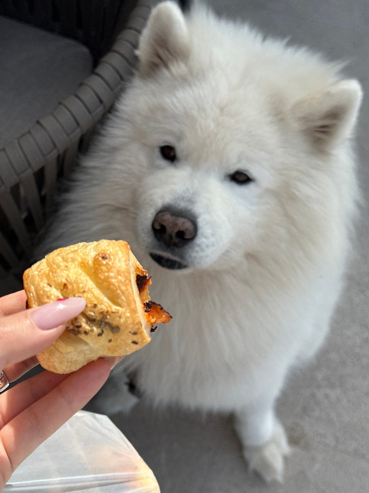 Samoyed watches owner eat pastry in Montenegro coastal town