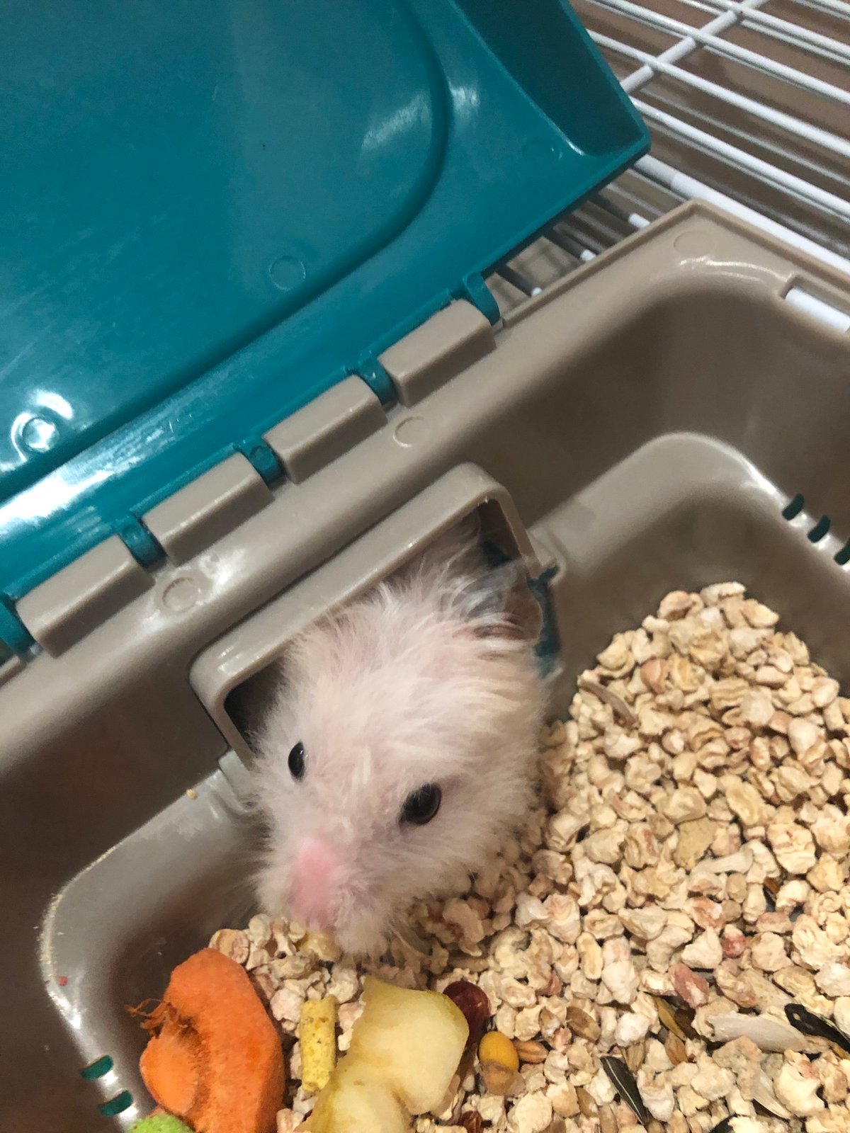 White hamster at home in Solikamsk, eating and resting