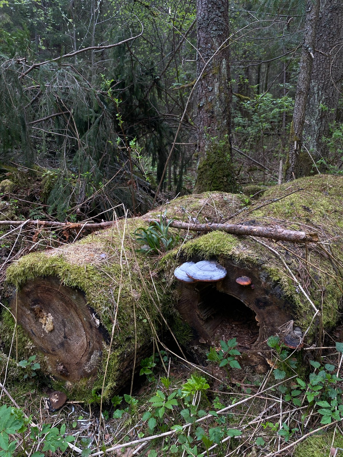 Morning forest walk documented near Votkinsk, Russia