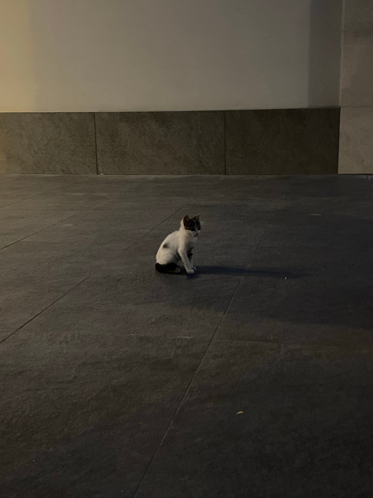 Street cats and evening scenes in Alanya, Turkey