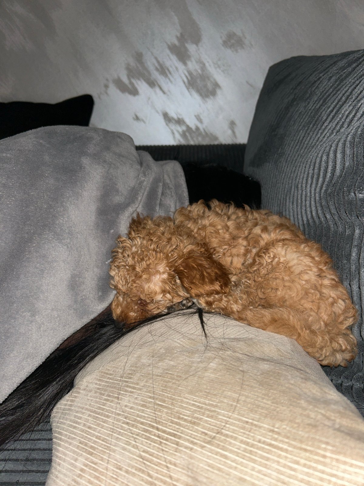 Dog rests comfortably on furniture in Varna home