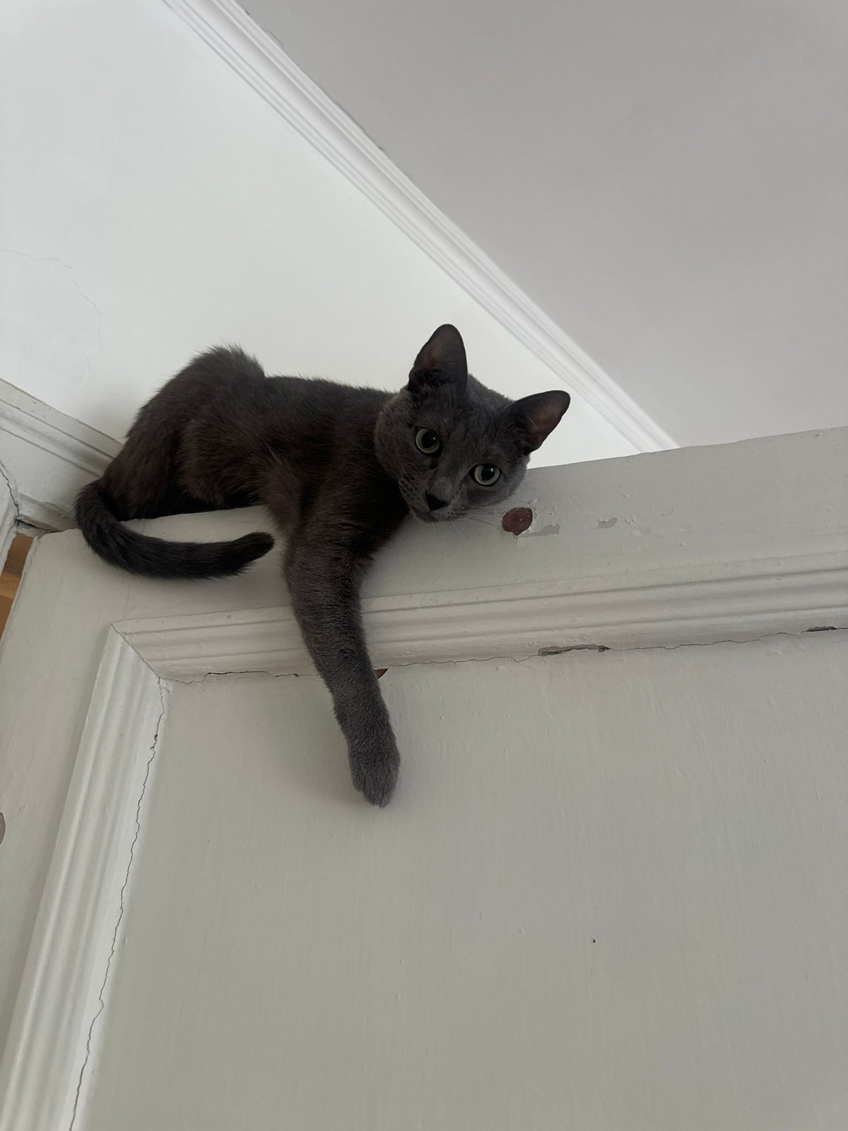 Gray cat clings to door frame in Moscow