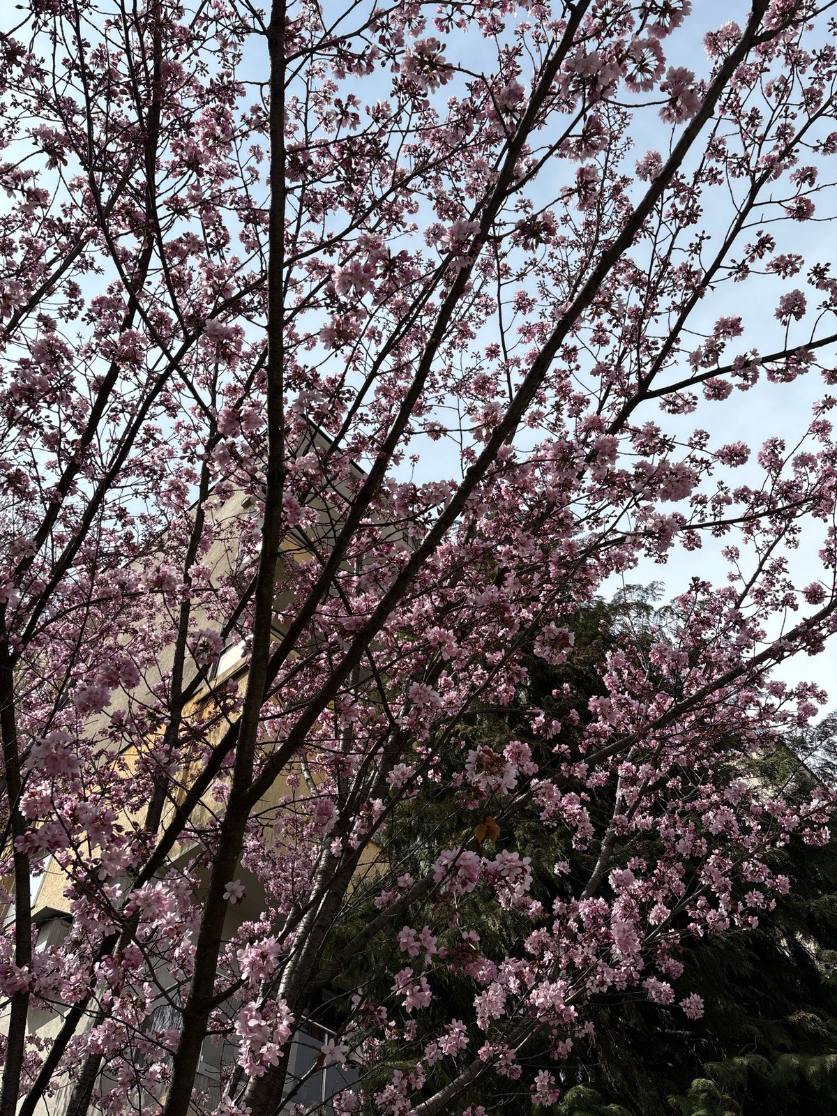 Spring blooms documented in Panagyurishte, Bulgaria urban park setting