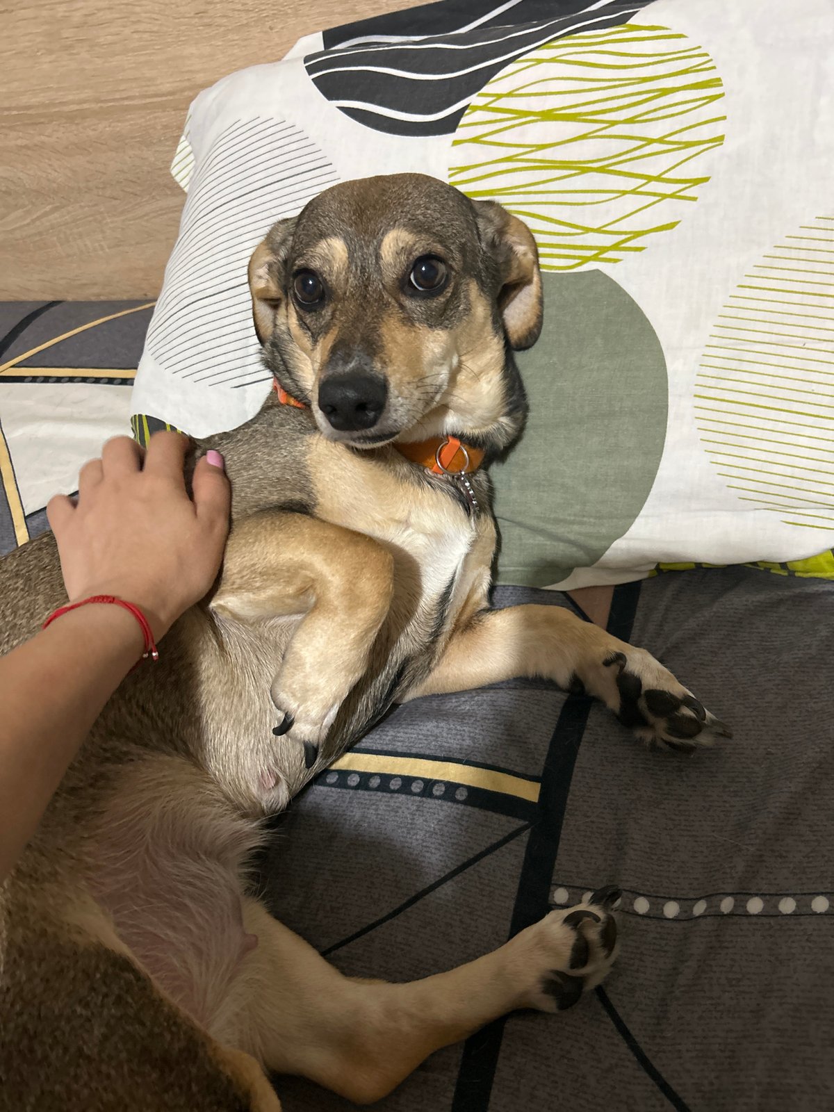 Dog relaxes on bed with a reassuring hand on its back