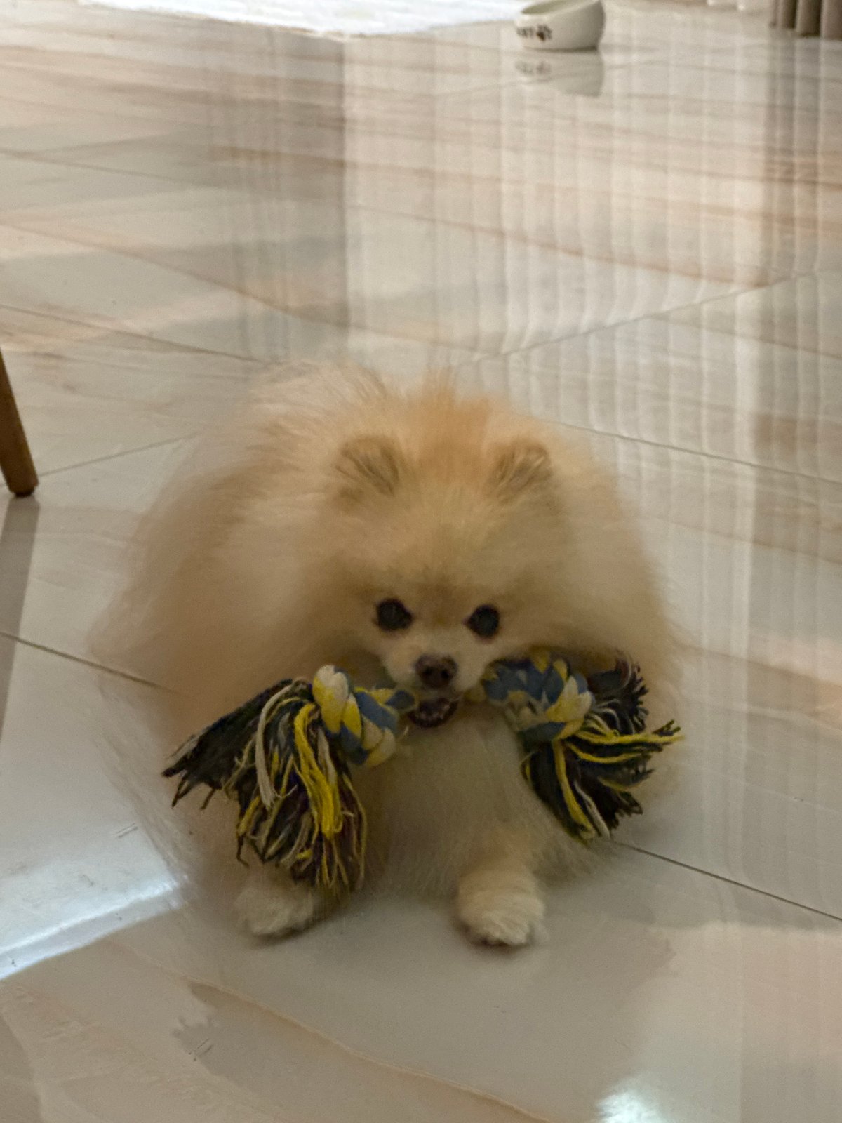 Pomeranian plays with rope toy in Bulgarian home
