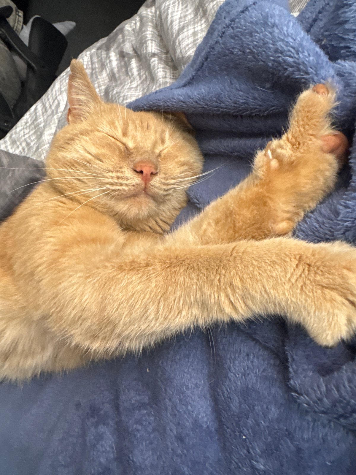 Lazy morning with cats and casual moments in Chaikovsky