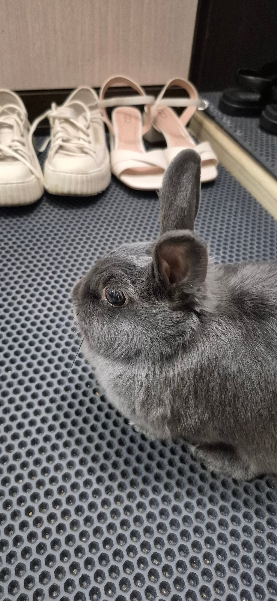 Grey rabbit's casual afternoon in a Ussurijsk apartment