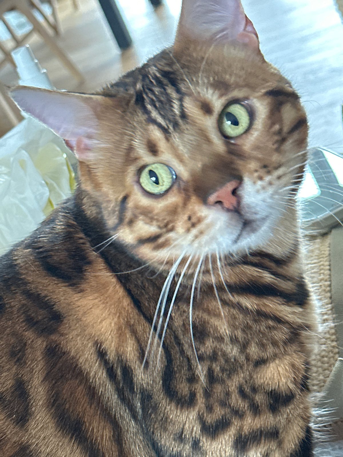 Medical procedure and Bengal cat documented in Kiel