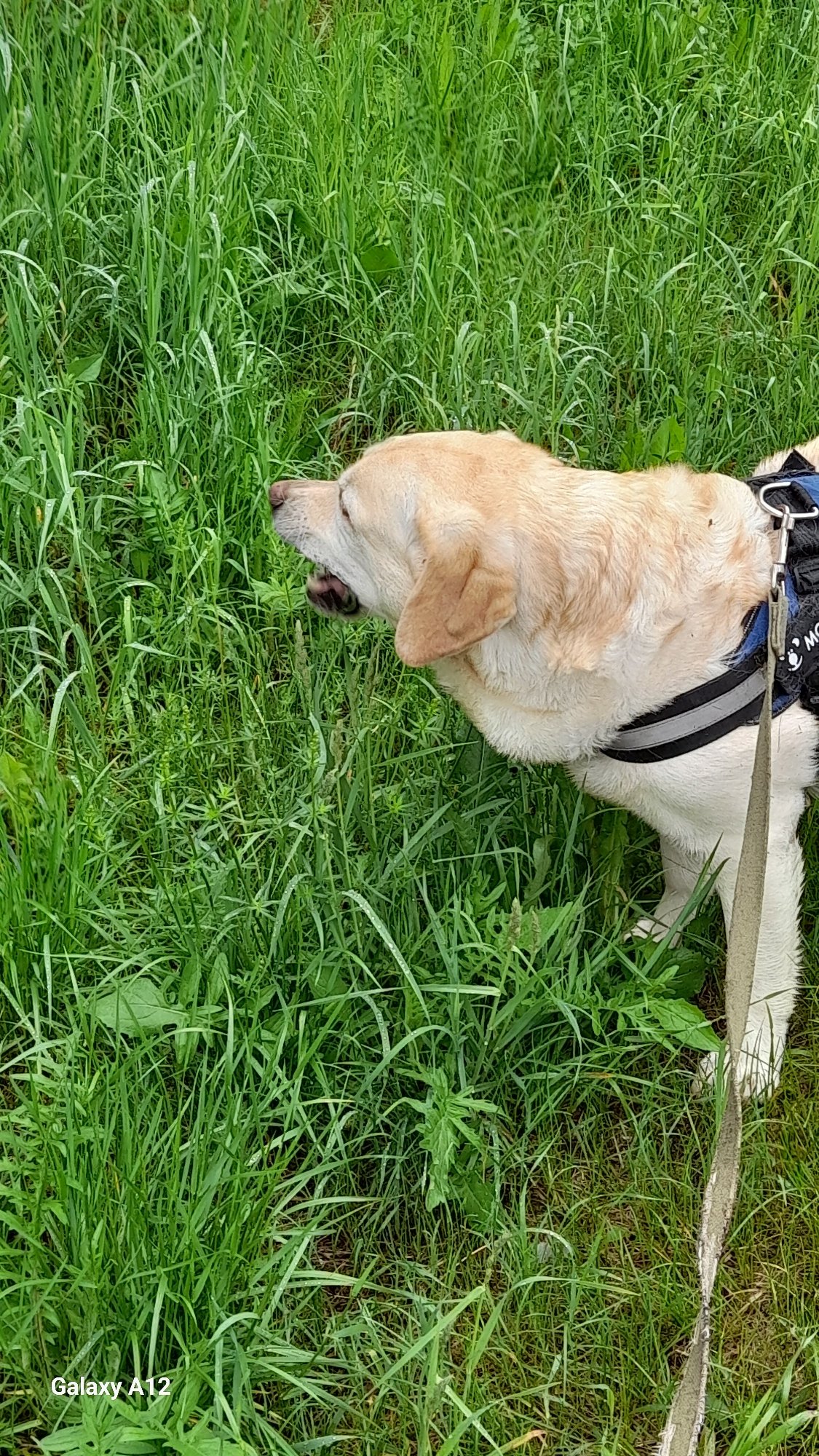 Early morning dog walk through forest trails in Марковский