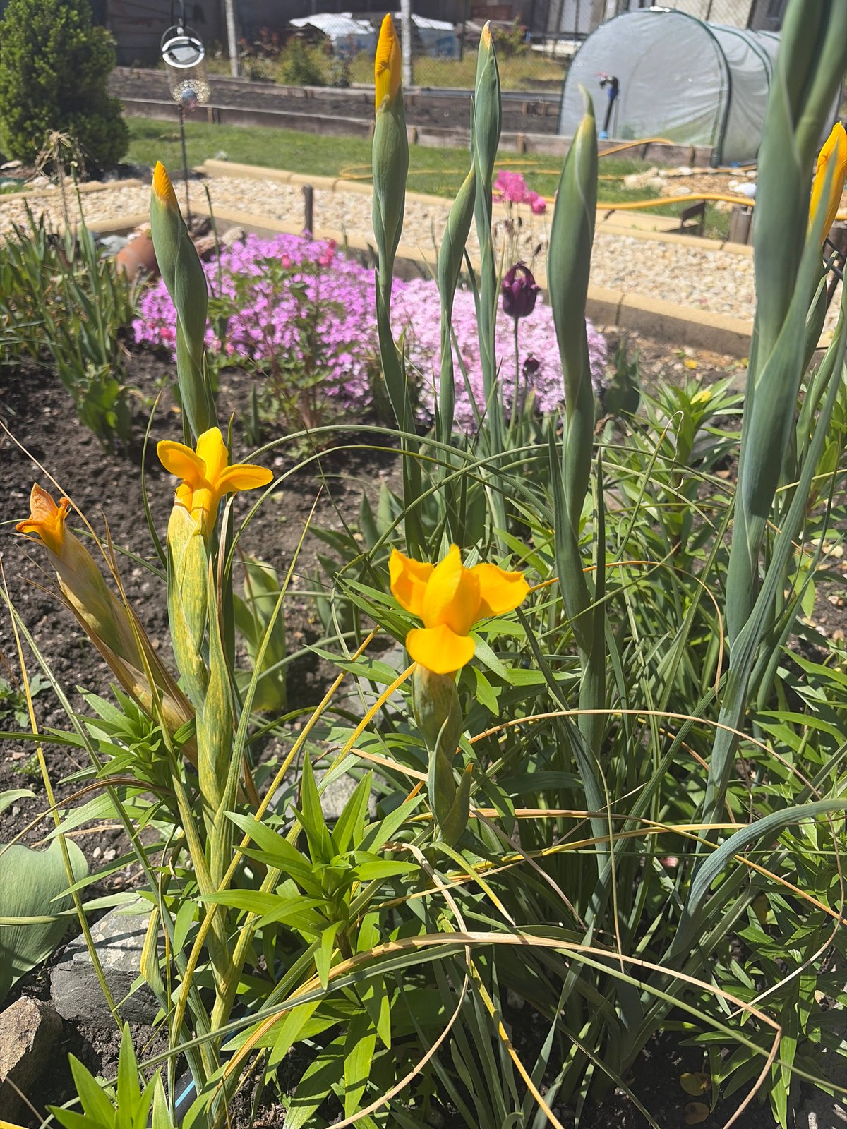 Spring garden blooms documented in Konstantinovo, Bulgaria
