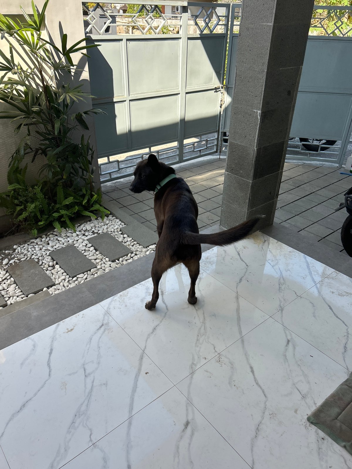 A dog's lazy morning in a Sukawati home, Bali