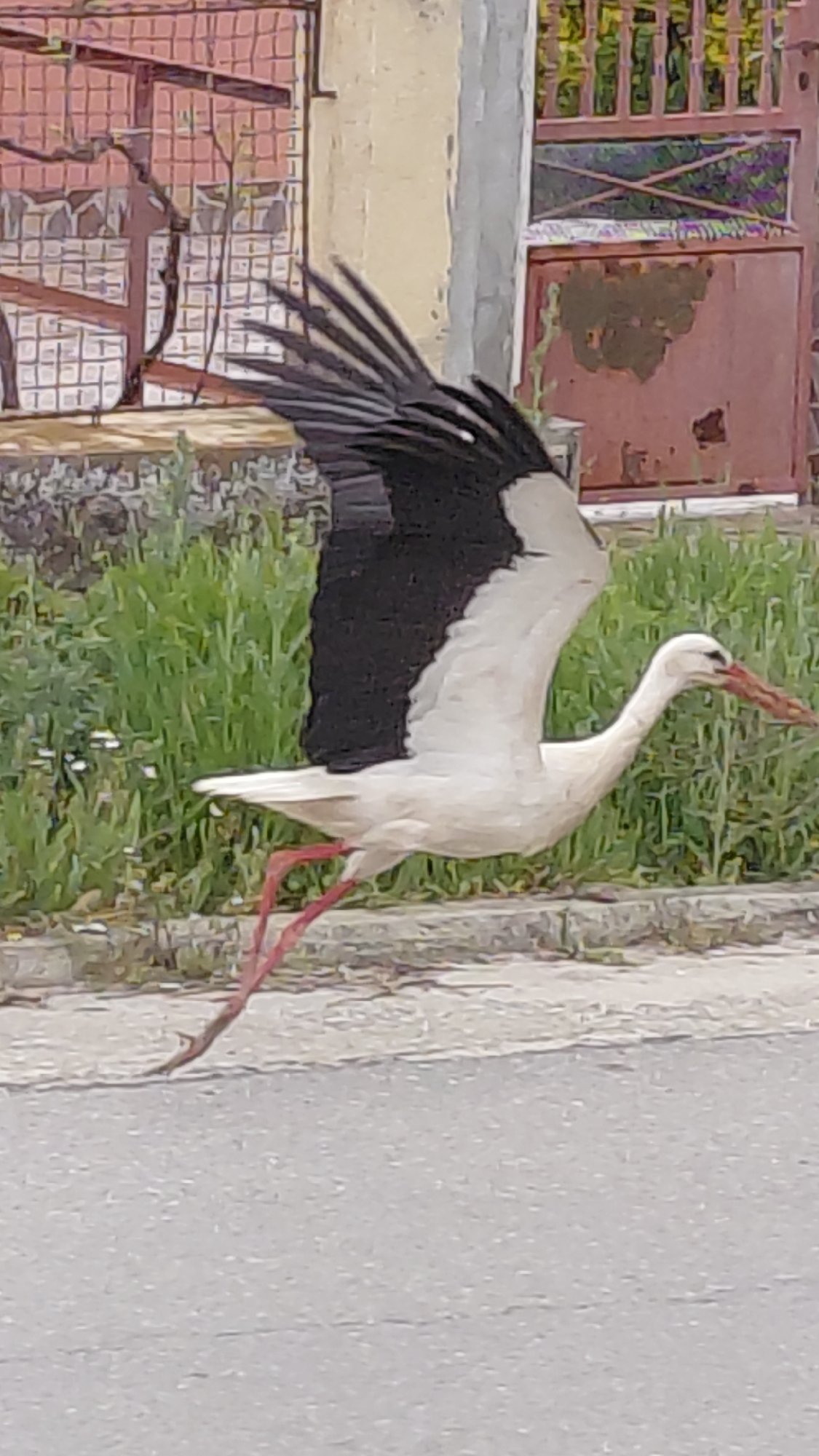 Urban wildlife and infrastructure documented across city area