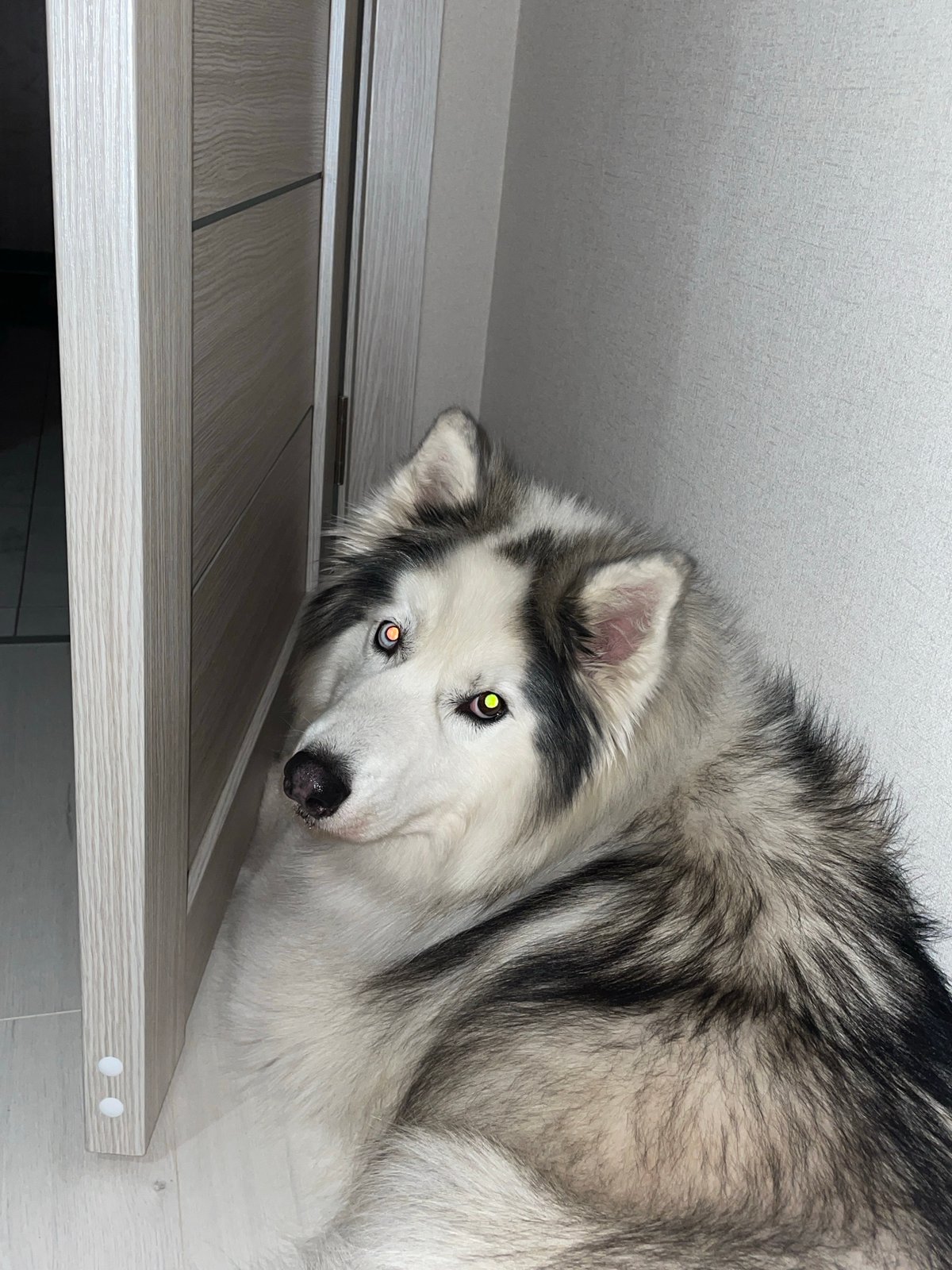 Husky dog spotted resting on wooden desk in Pervomaysky