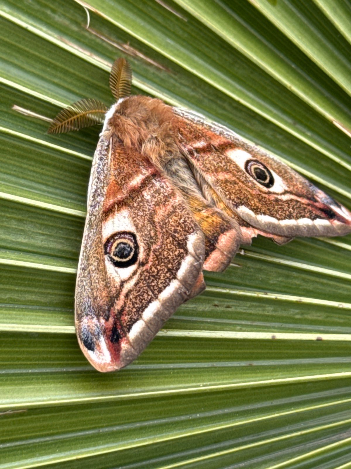 Eye-spotted moth observed resting on palm leaf